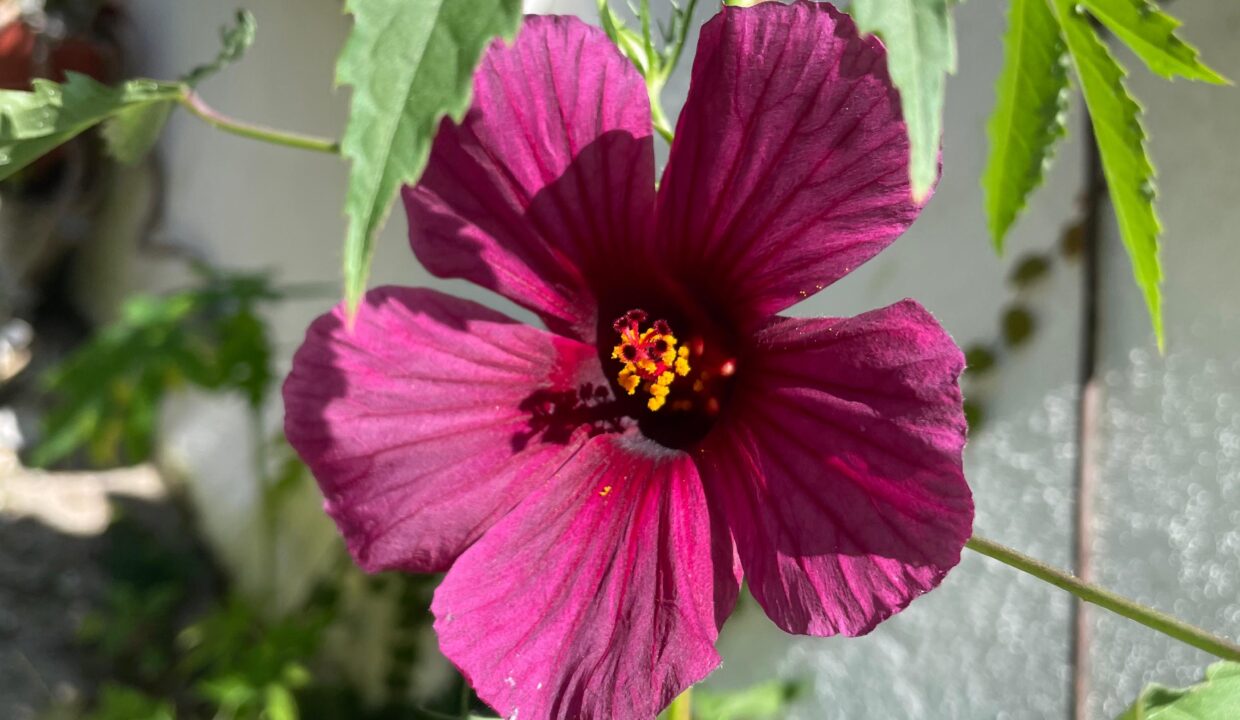 28076026-db5f-41a8-9962-f40dc8a47e79