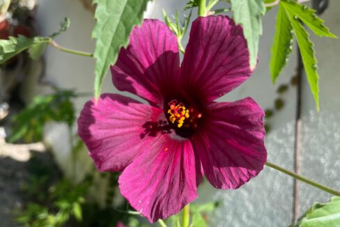 28076026-db5f-41a8-9962-f40dc8a47e79