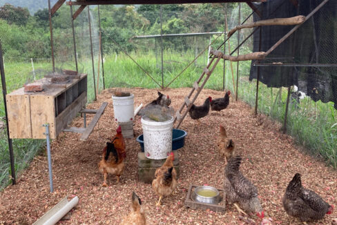 Farm 10