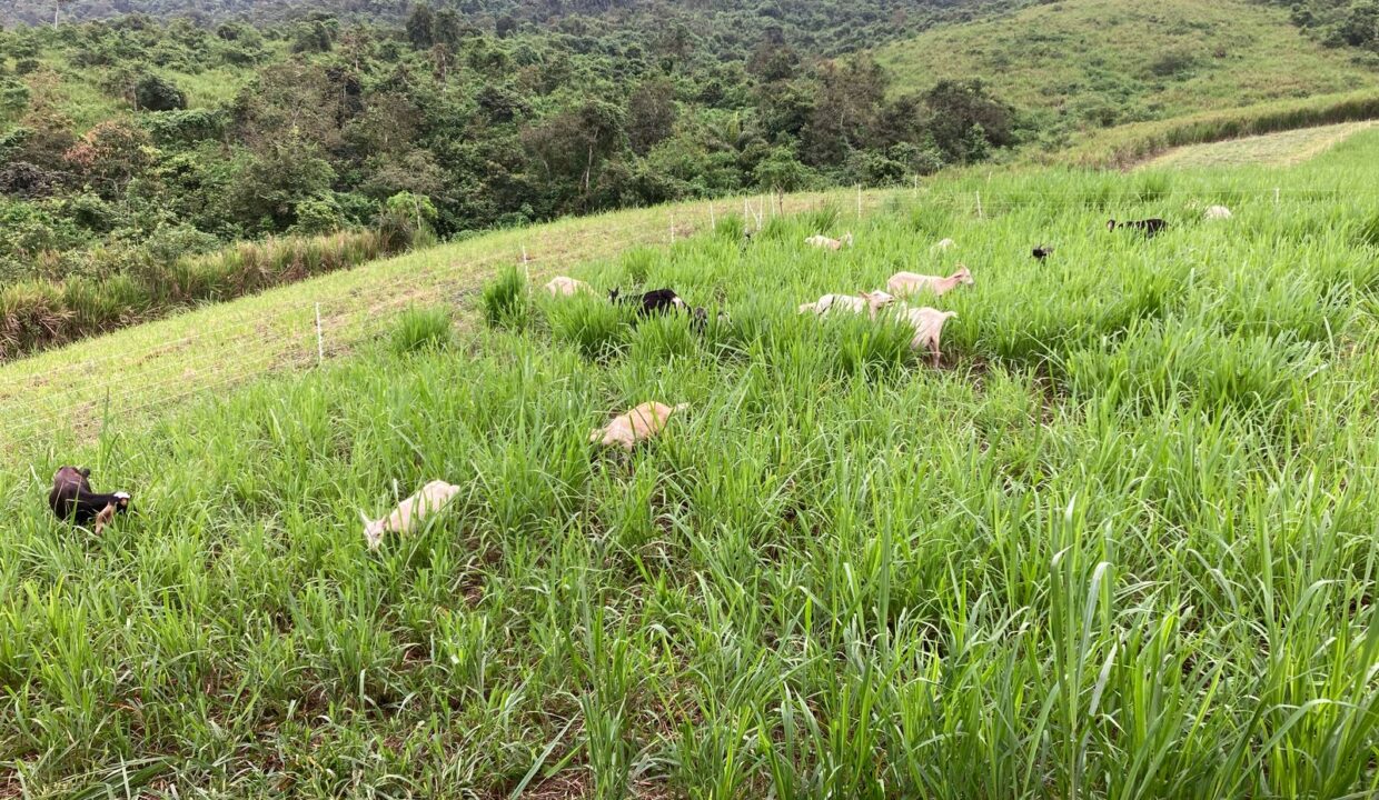 Farm 5