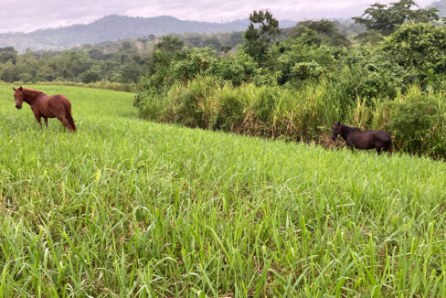 Farm 7
