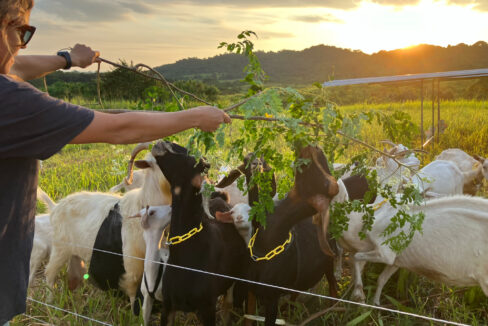 Farm 8